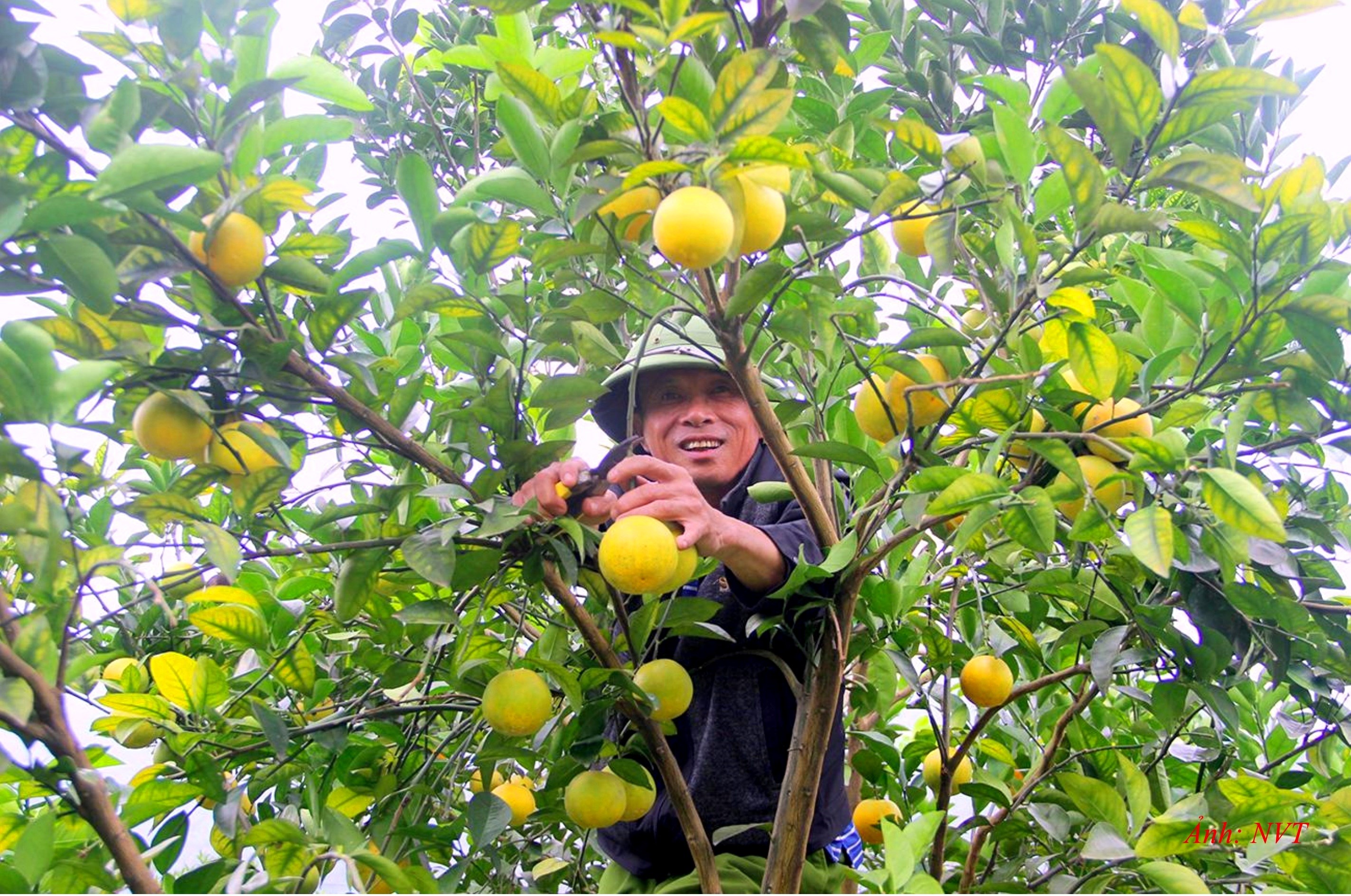 GN10. Cam là một trong những cây trồng và là sản phẩm đặc sản của tỉnh Nghệ An