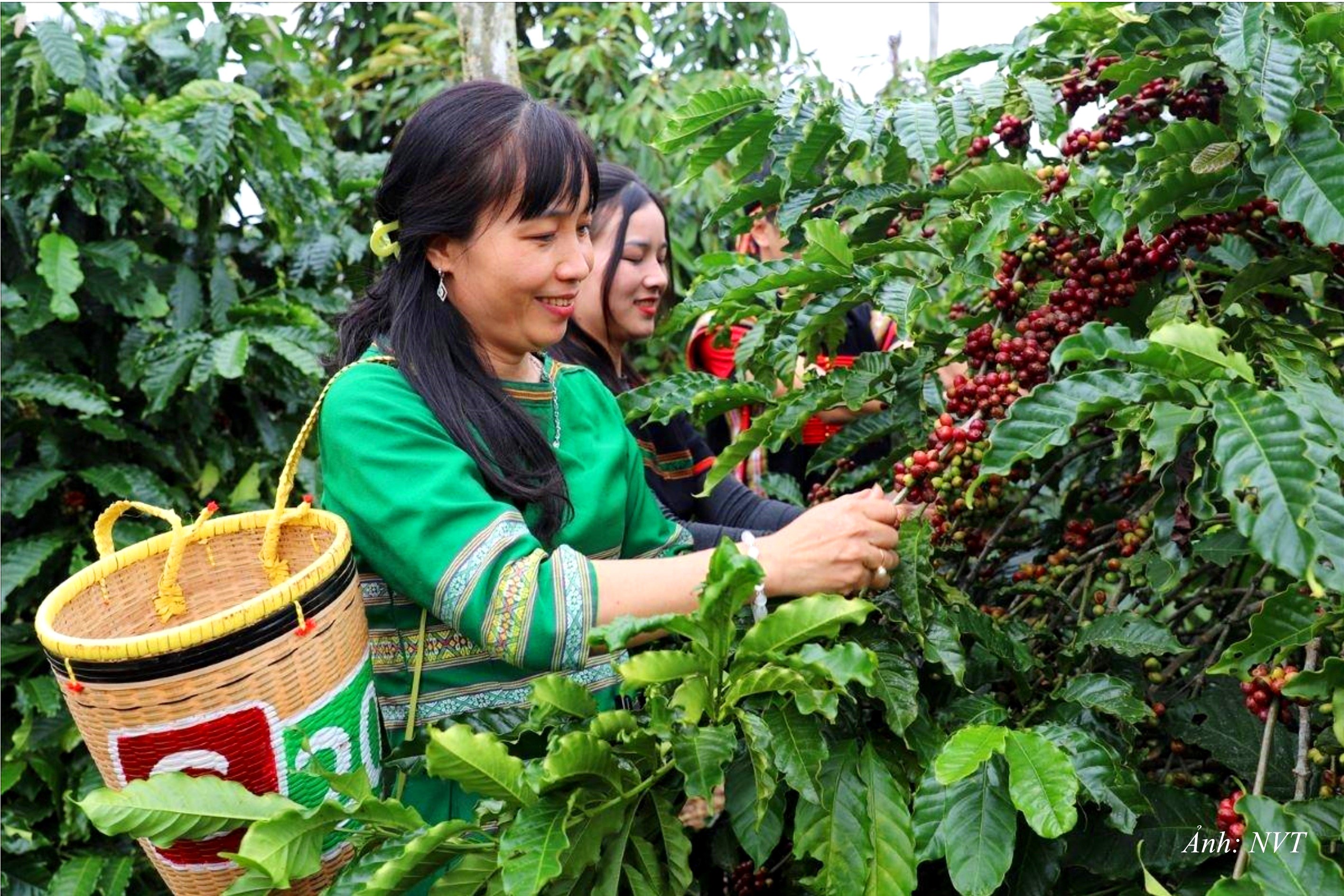 GN11. Nhiều nông dân tỉnh Đắk Lắk thoát nghèo và vươn lên nhờ Cà phê